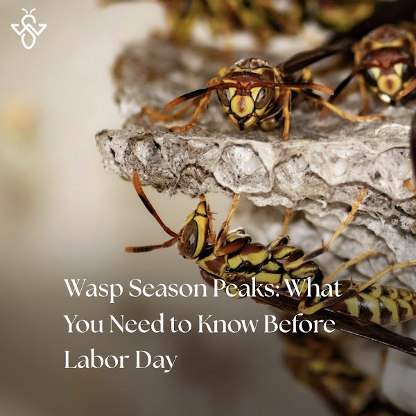 WeServe Pest Solutions
