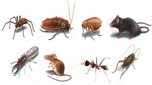 M W Exterminating
