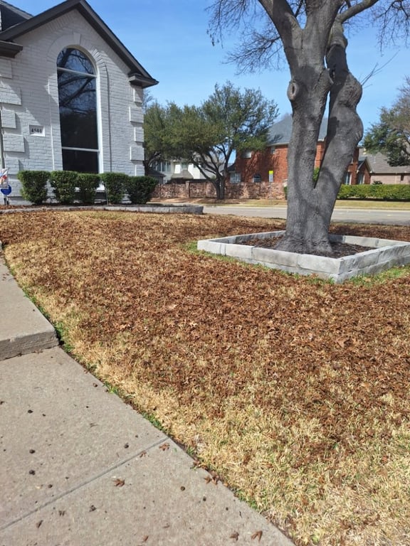 Jose Lawn Service