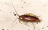 AJB Pest & Termite