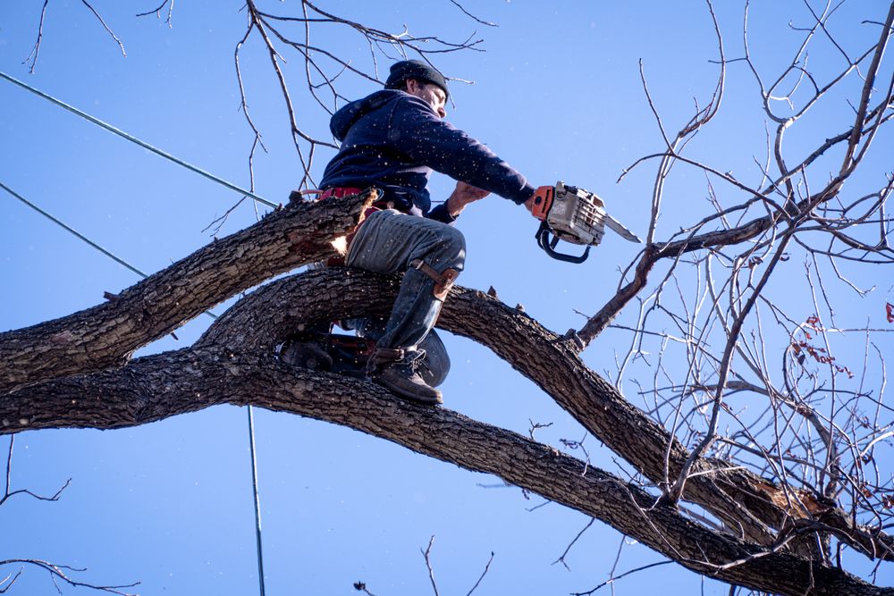 Ayala's Landscaping & Tree Service LLC