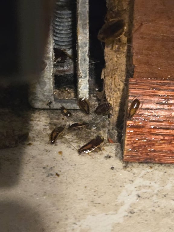 Pestmaster of Plano & McKinney