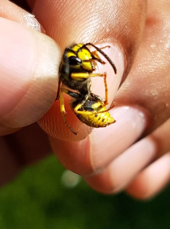 Red Oak Pest Control