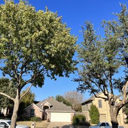 Lone Oak Tree And Fence Service
