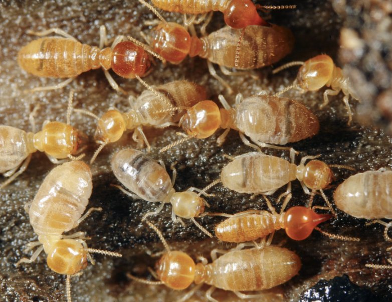 WeServe Pest Solutions