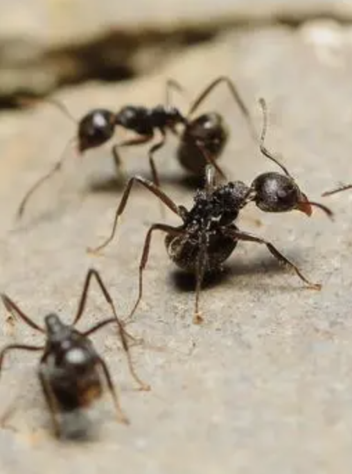 WeServe Pest Solutions