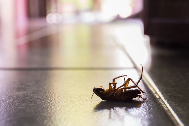 Entex Pest Solutions