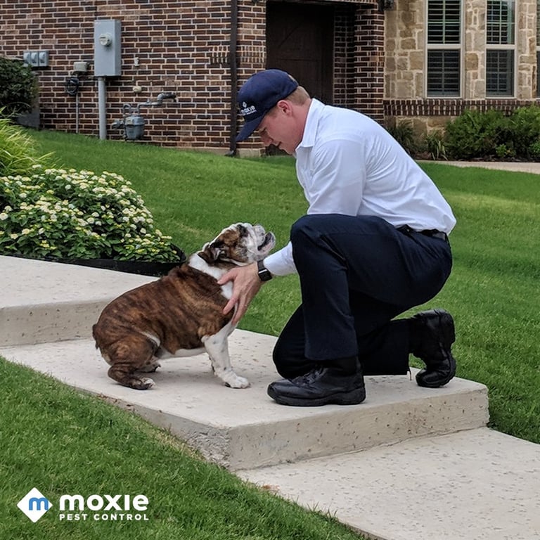 Moxie Pest Control - Dallas