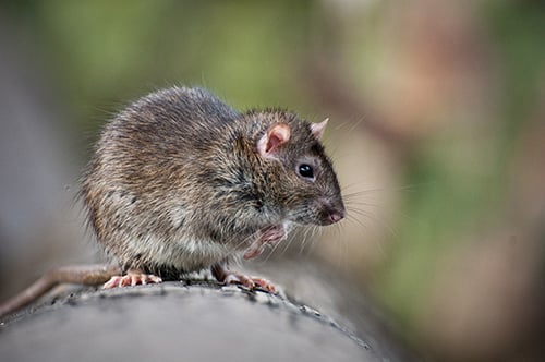 Critter Control