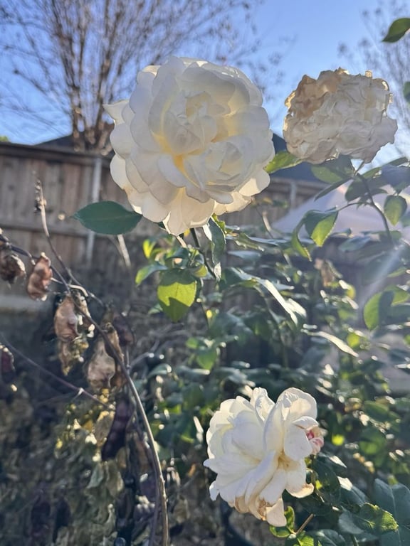 One Love Rose and Gardens