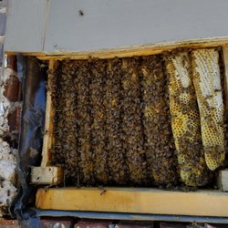 Affordable Bee Removal