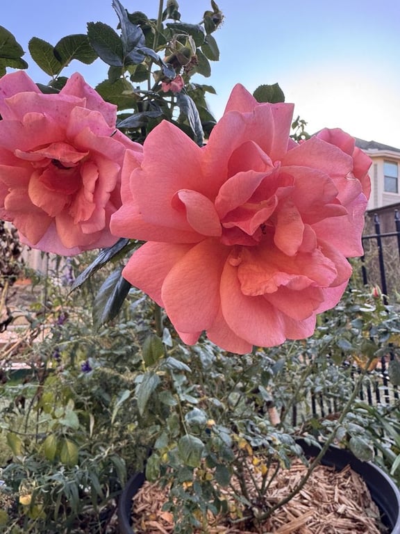 One Love Rose and Gardens