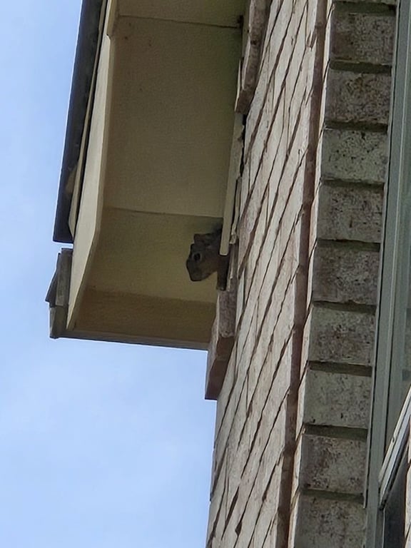 Pestmaster of Plano & McKinney