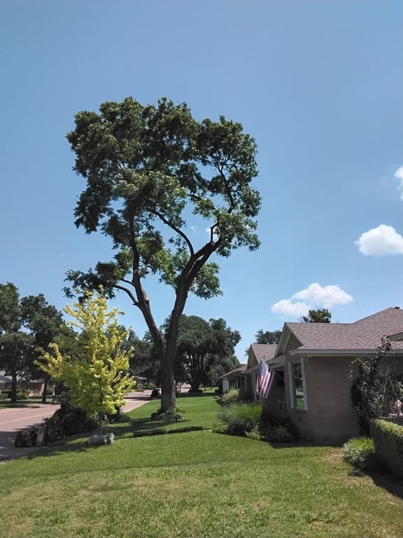 Zelaya Landscape and Tree Service