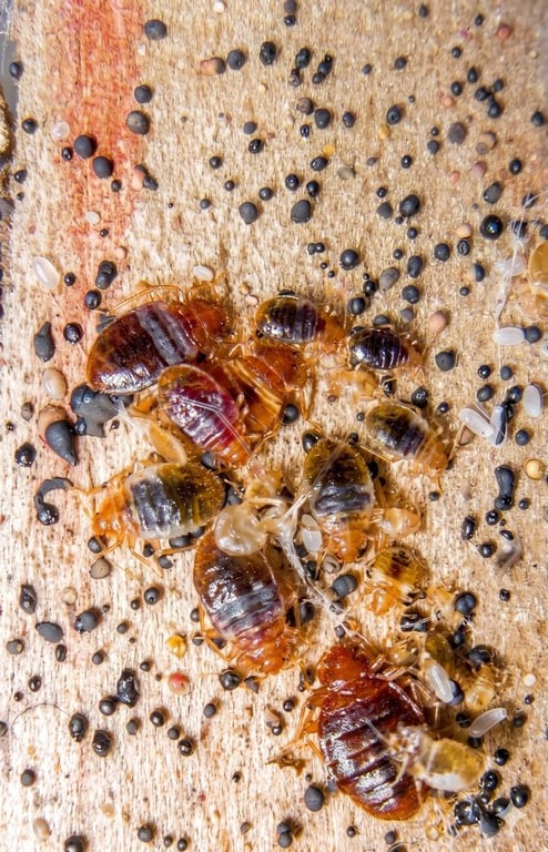 Morgan & Sons Pest