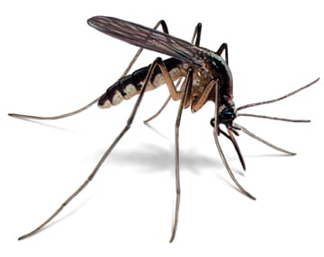 Safe Earth Pest Control