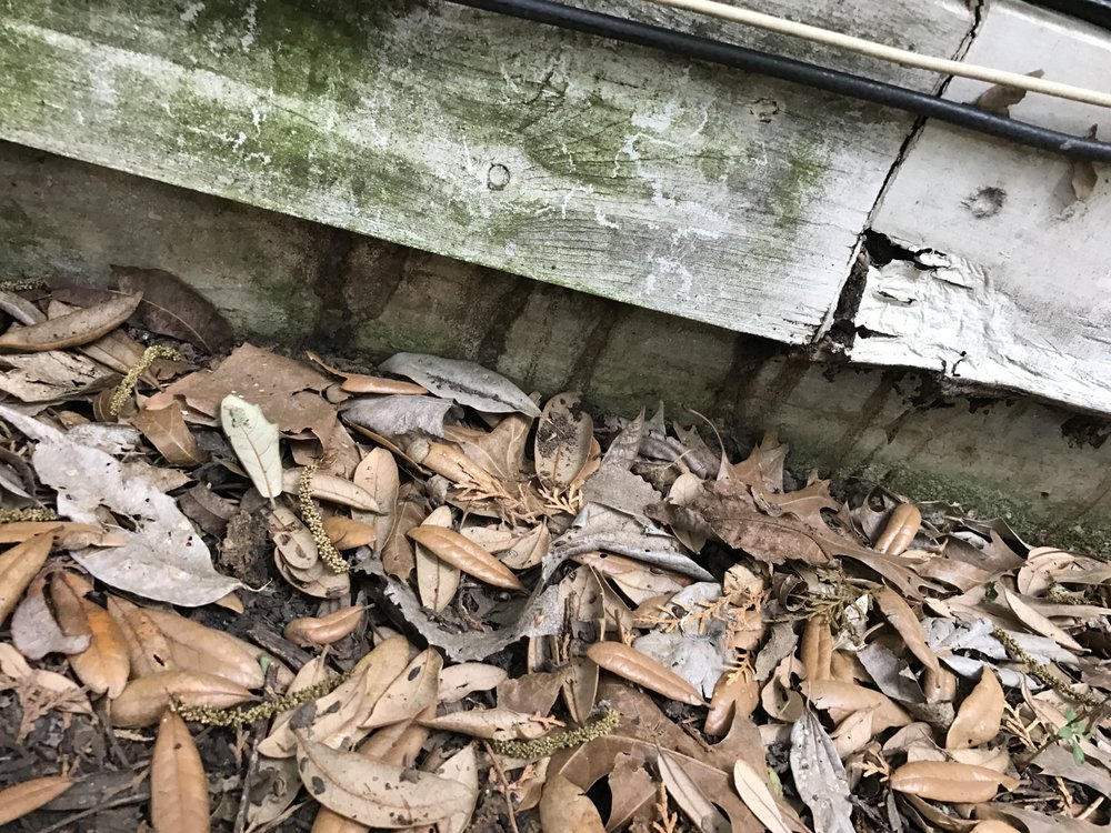 STC Pest & Termite
