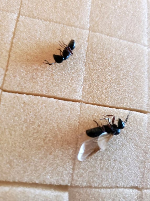 Red Oak Pest Control