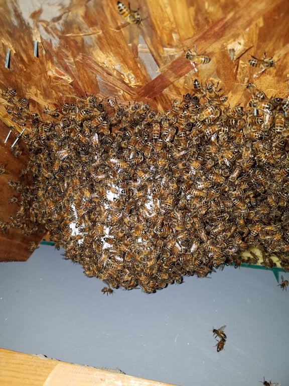 Affordable Bee Removal