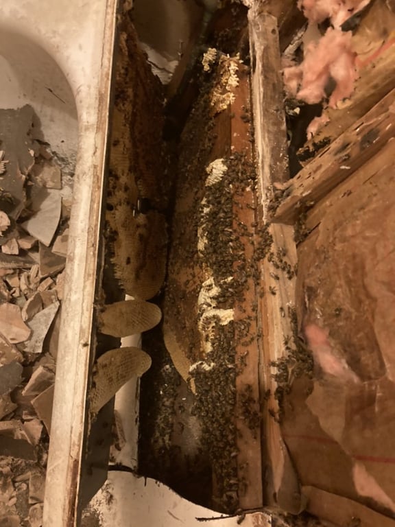 DFW Wildlife And Pest Control