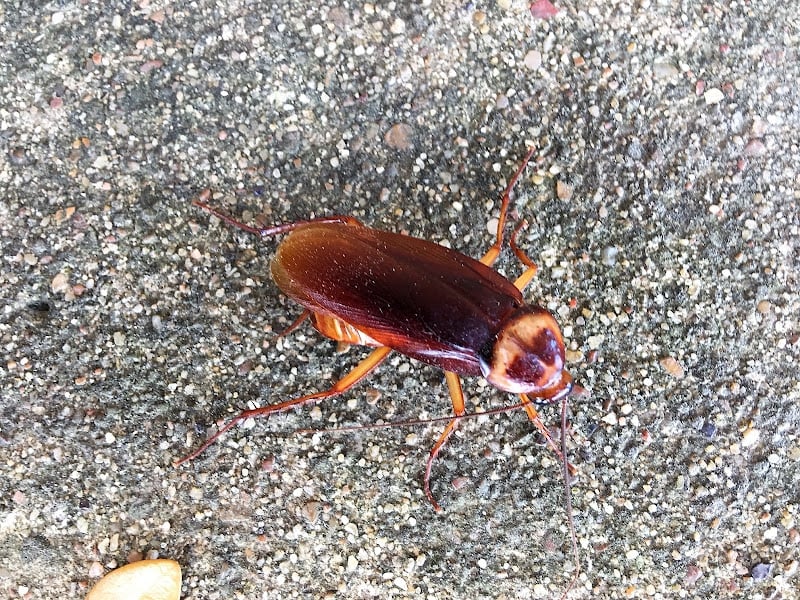Sureguard Lawn and Pest