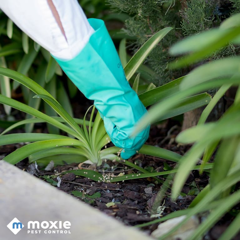 Moxie Pest Control - Dallas