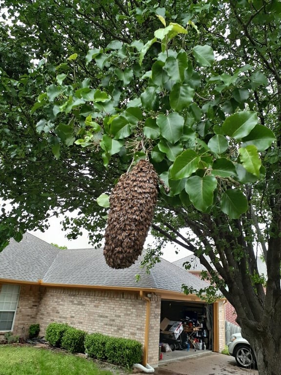 Honey Bee Rescue