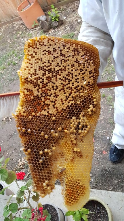 Affordable Bee Removal