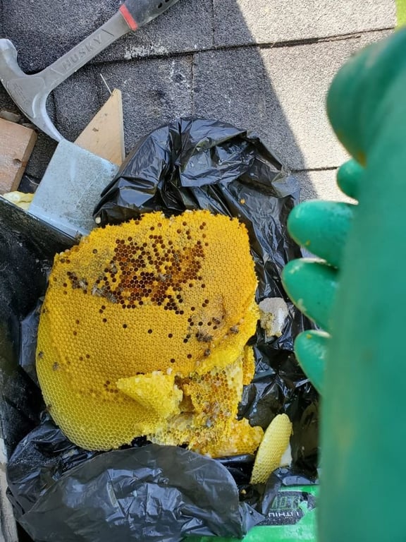 APC Adept Pest Control
