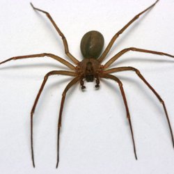 Nord Green Wildlife & Pest Control