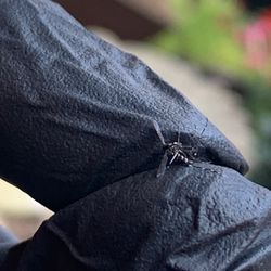 Mosquito and Pest Pros