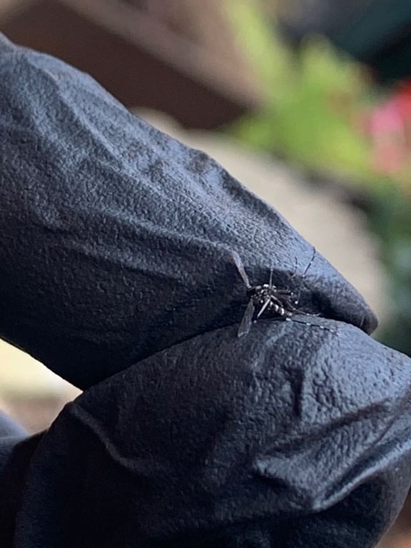Mosquito and Pest Pros