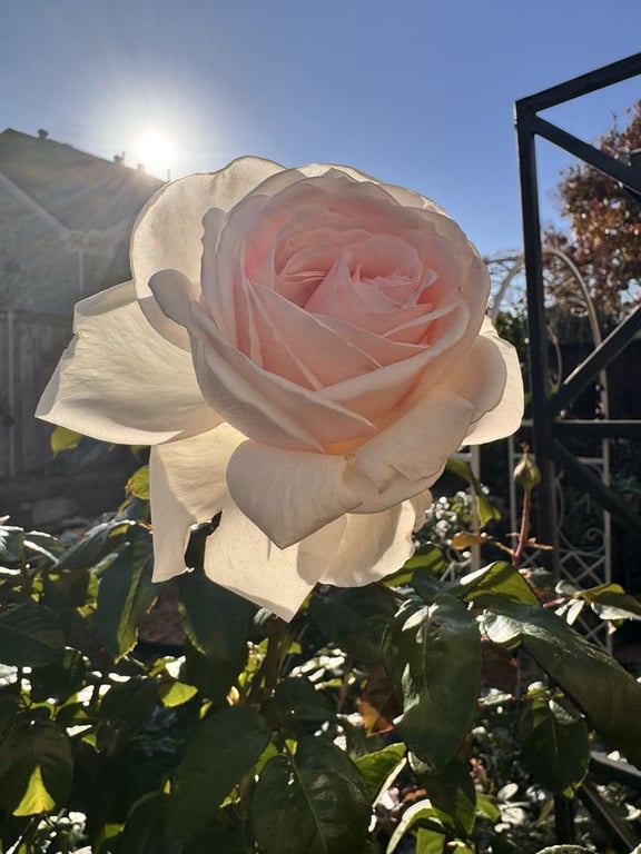 One Love Rose and Gardens