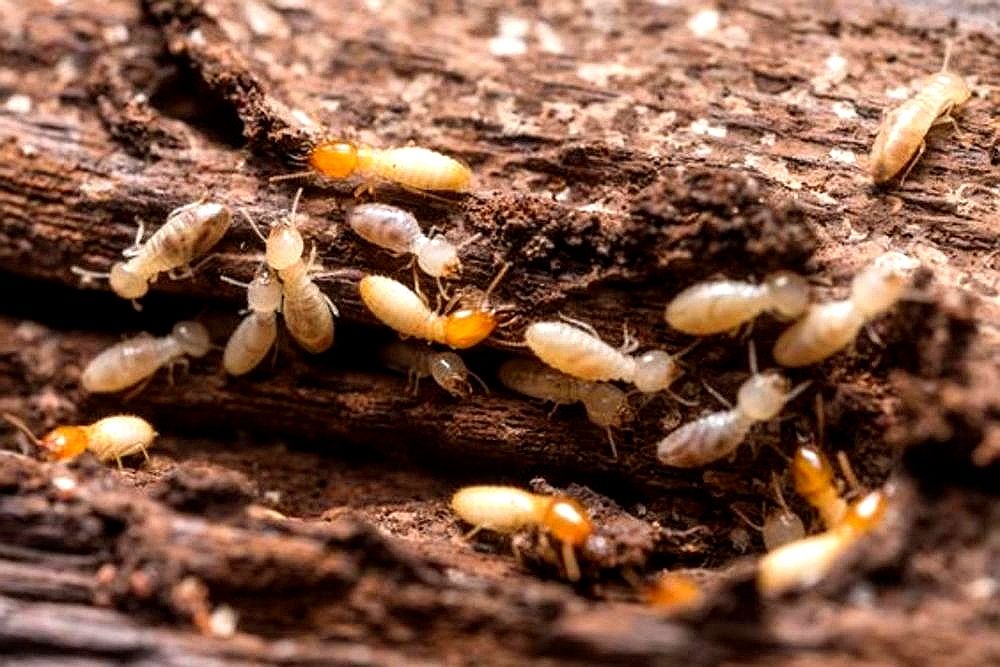 Alder Pest