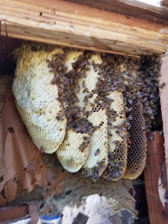 Affordable Bee Removal