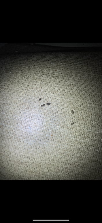 All Pest Solutions