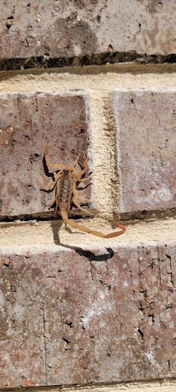 Pestmaster of Plano & McKinney