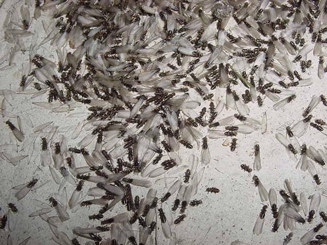 AAA Quality Termite & Pest Control
