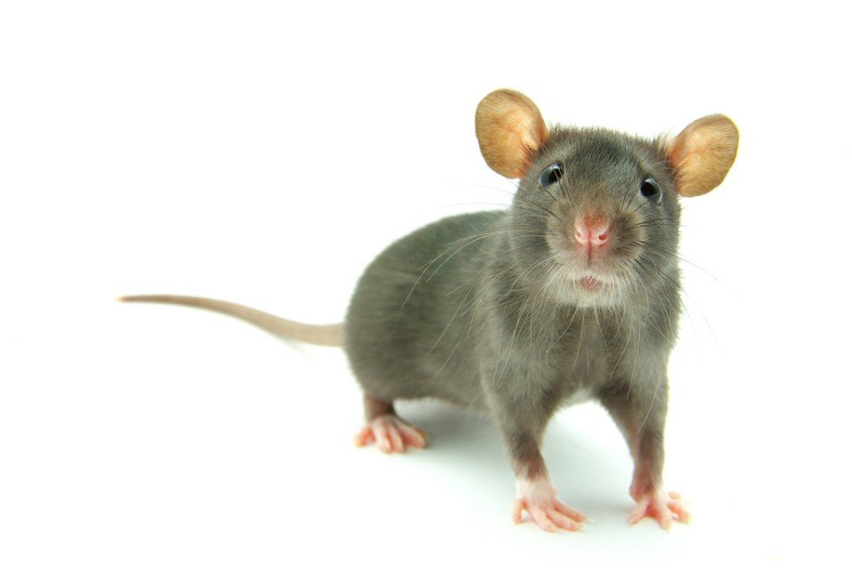 Xpert Rodent and Wildlife Control