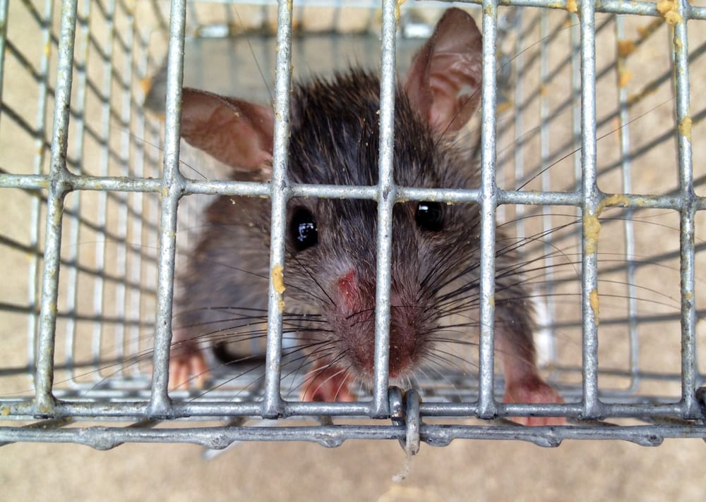 Omega Animal Removal Dallas
