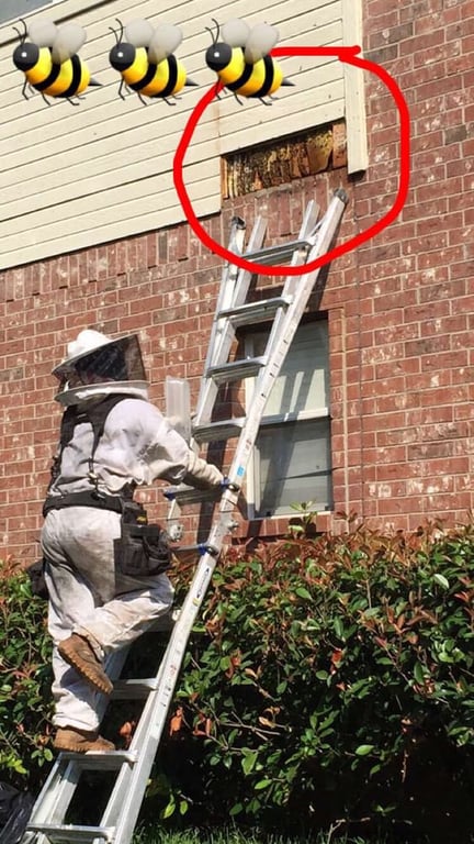 Bee Safe Bee Removal