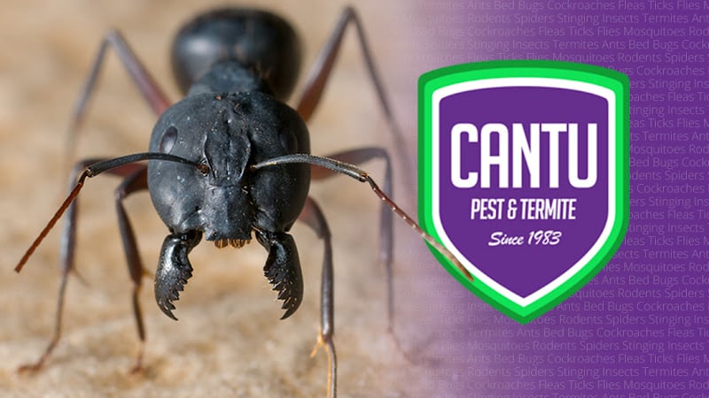 Cantu Pest & Termite