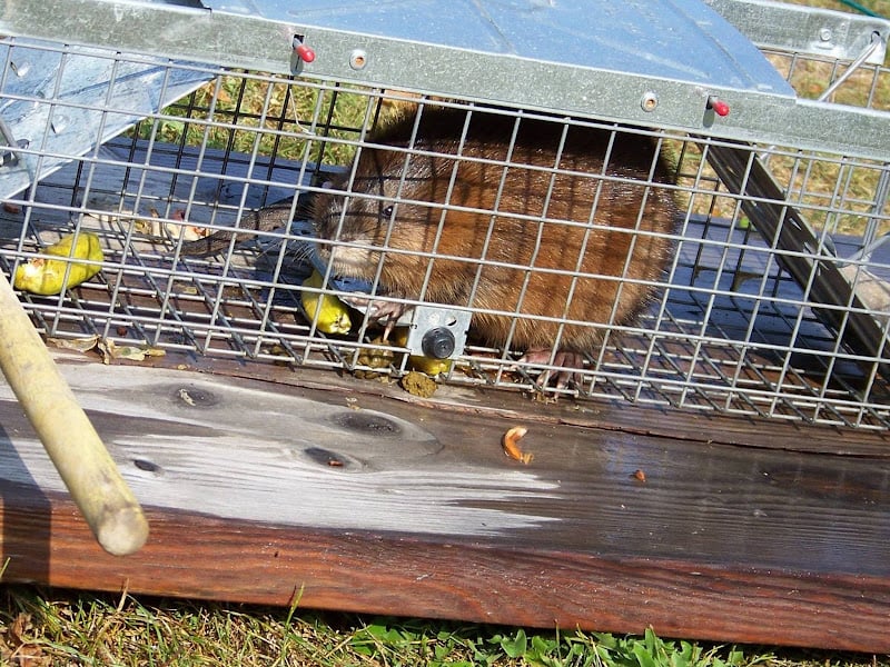Wildlife Pest Control Rockwall