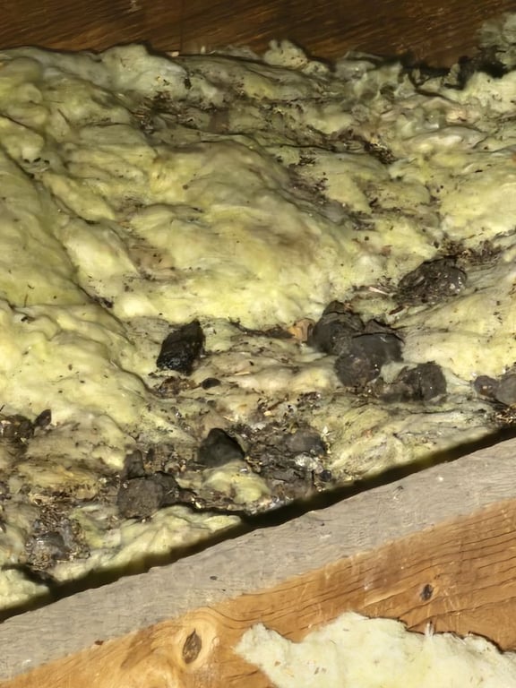 Lion’s Den Pest Control