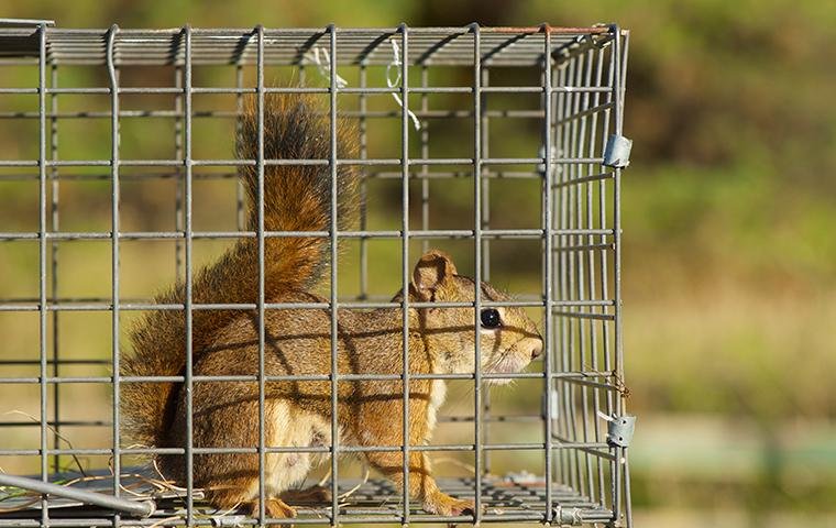 Xpert Rodent and Wildlife Control
