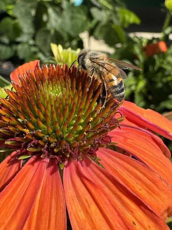 Covington's Nursery & Landscape