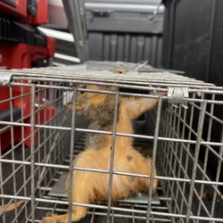 Ambush Pest Management