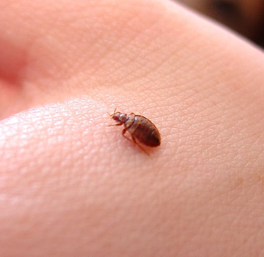 Xpert Pest Solutions