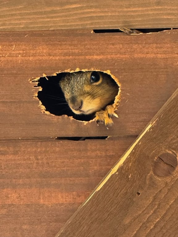 Rodent Retreat