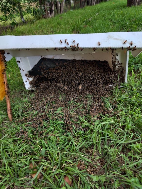 Honey Bee Rescue
